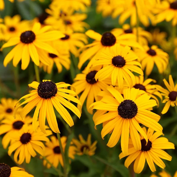 Rudbeckia fulgida ‘Early Bird Gold’ – Sárga kúpvirág CS15