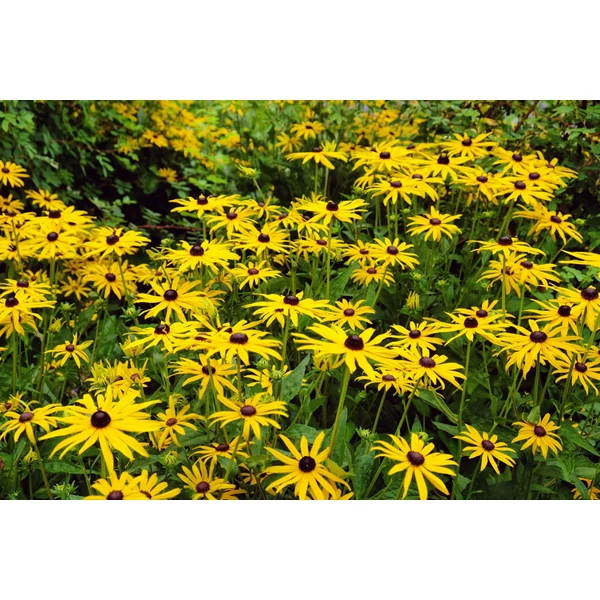 Rudbeckia fulgida var. sullivantii ‘American Gold Rush’ – Sárga kúpvirág CS15