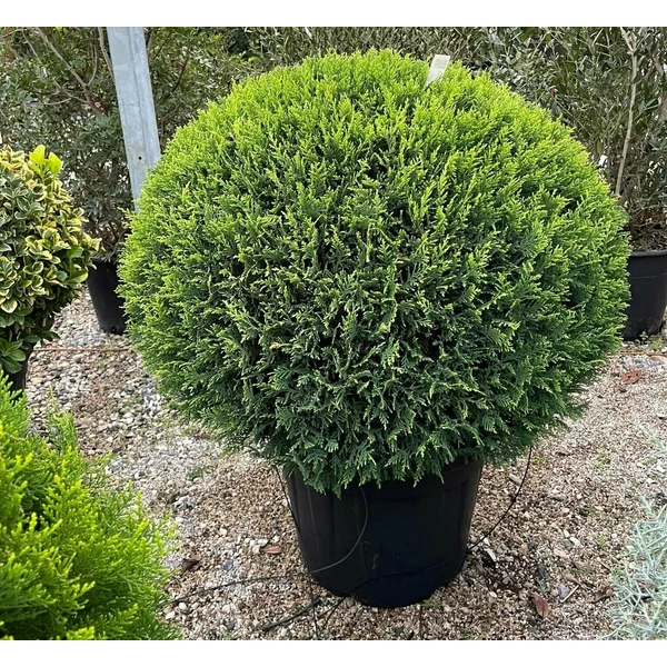 x Cupressocyparis leylandii 'Castlewellan Gold' –  Arany leylandi ciprus 3 gömbös 120/140