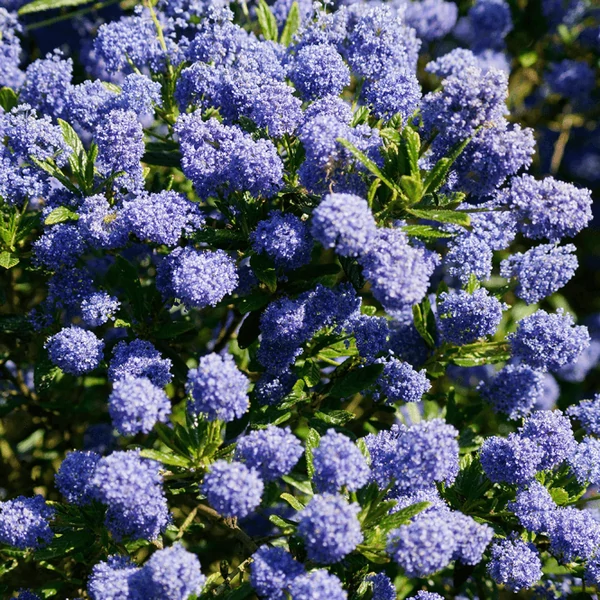 Ceanothus thyrsiflorus var. repens - Terülő kék táskavirág