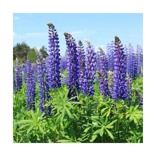 Lupinus polyphyllus The Governor - Erdei Csillagfürt Cs17