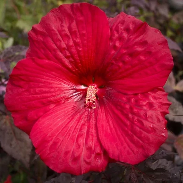 Hibiscus Mocsári Holy Grail K3l