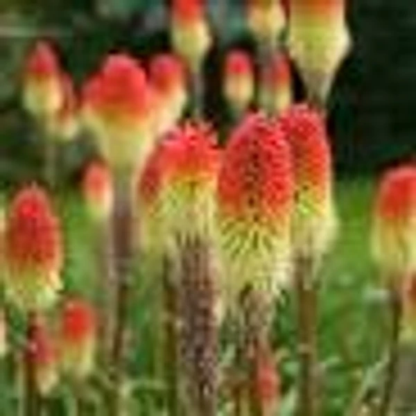 Kniphofia uvaria Graniflora fürtös fáklyaliliom Cs9