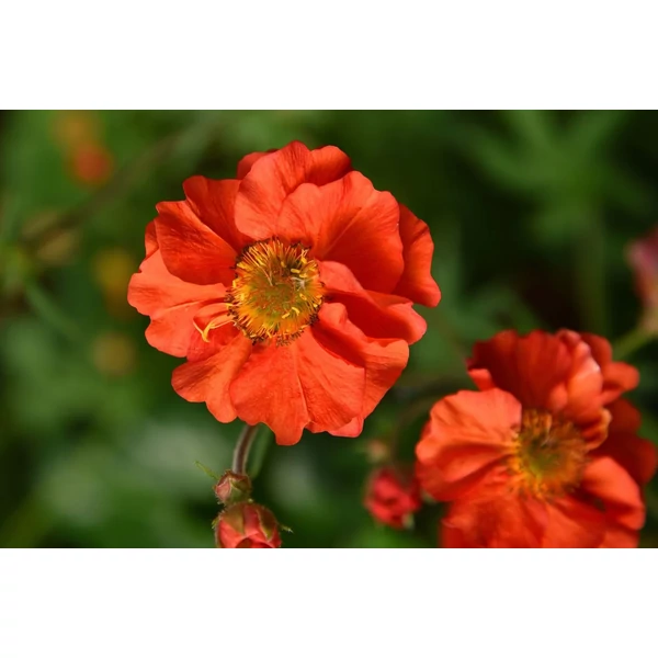 Geum Grande Rossa– gyömbérgyökér Cs14