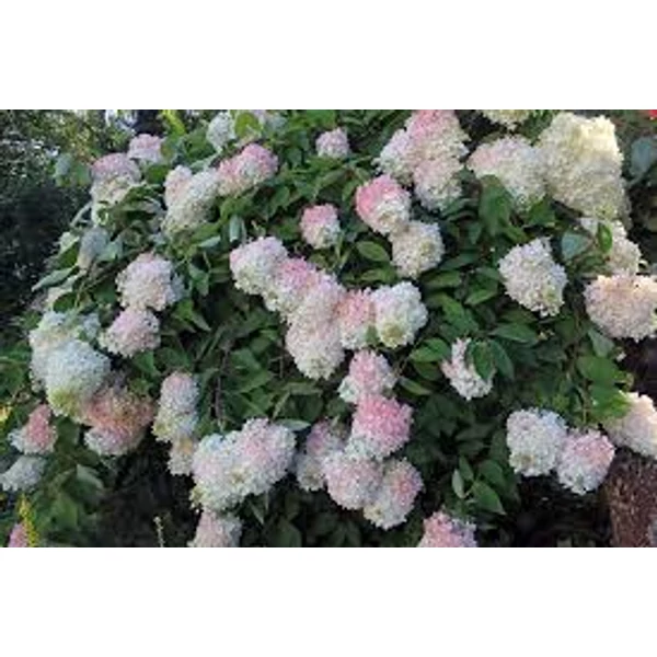 Hydrangea paniculata Grandiflora – Bugás hortenzia K5 40-60
