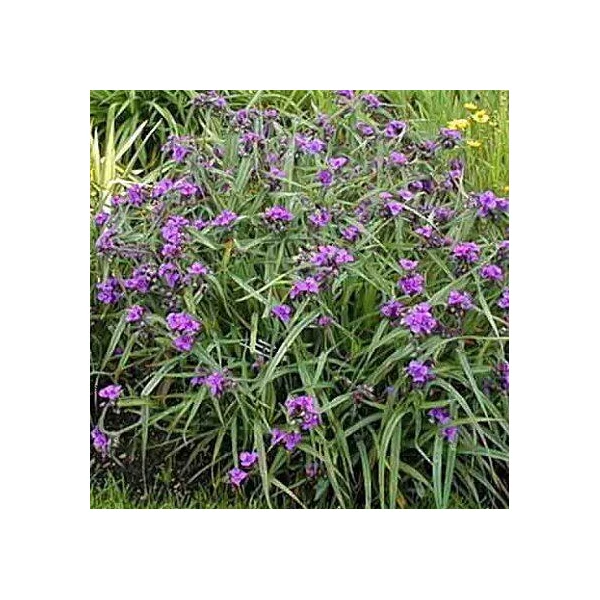 Tradescantia andersoniana Zwanenburg Blue kerti pletyka Cs14