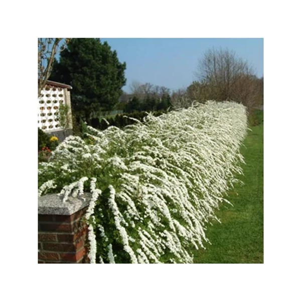 Spiraea x cinerea 'Grefsheim' - Hamvas gyöngyvessző 40/60