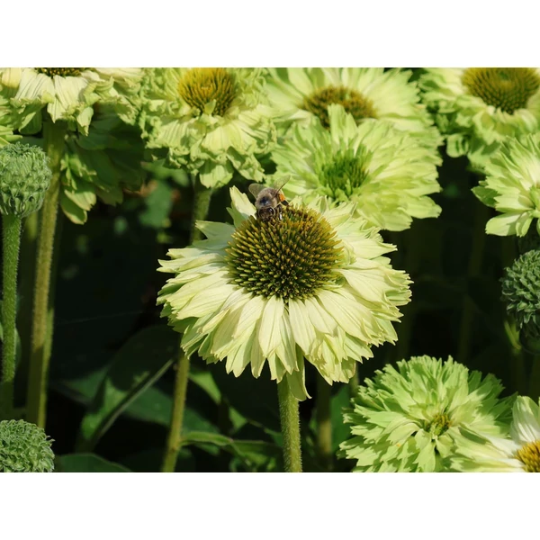 Echinacea Sunseekers Apple Green CS15