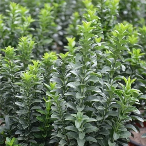 Euonymus japonicus 'Greenspire' - Oszlopos japán kecskerágó CS14 20-25