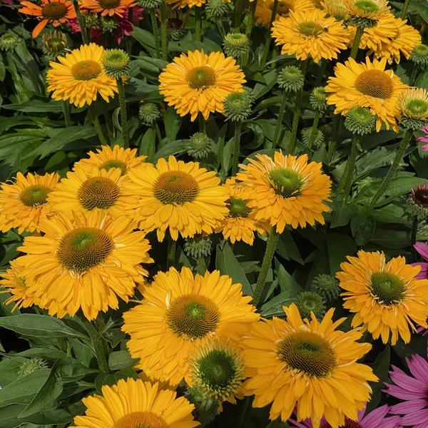 Echinacea - Kasvirág Sunseekers Golden Sun 2l