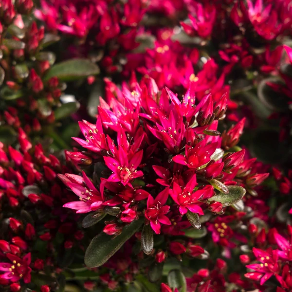 Sedum spurium Spot on Deep Rose' - Varjúháj CS9