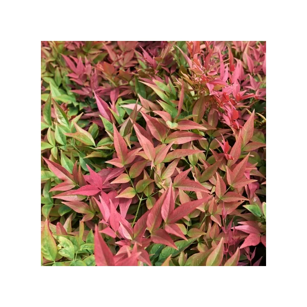 Nandina domestica 'Gulf Stream' - Japán szentfa K2-3