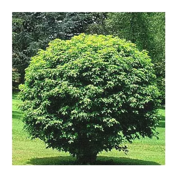 Liquidambar styraciflua 'Gum Ball' - Gömb ámbrafa standard K30 8/10  T200/225