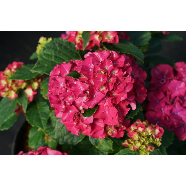 Hydrangea macrophylla grumpy - Kerti hortenzia 