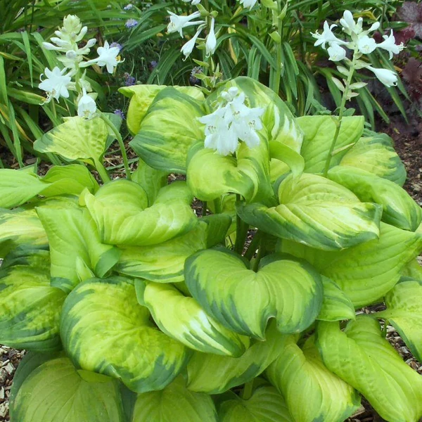 Hosta plantaginea 'Guacamole' - Árnyékliliom Cs14
