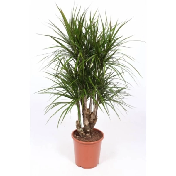 Dracéna mix - Sárkányfa többtörzses EXTRA 150 