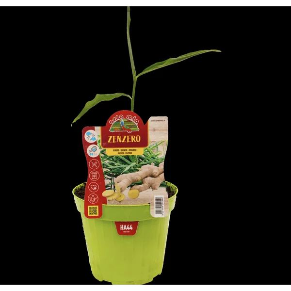 Palánta Prémium Gyömbér