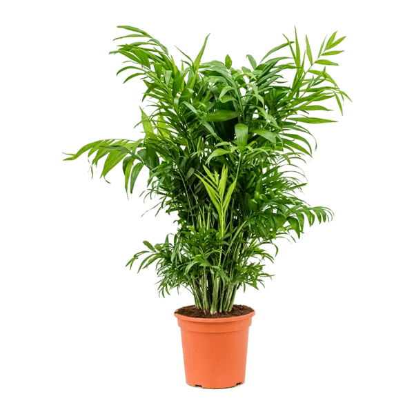 Chamaedorea elegans - Gyompálma/bambuszpálma 13cs