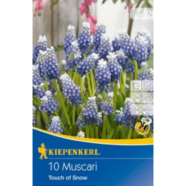 Kiepenkerl Muscari Gyöngyike Touch of Snow 10db