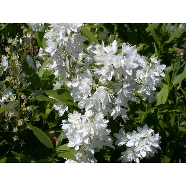 Deutzia gracilis - Kecses gyöngyvirágcserje K3L 40/60