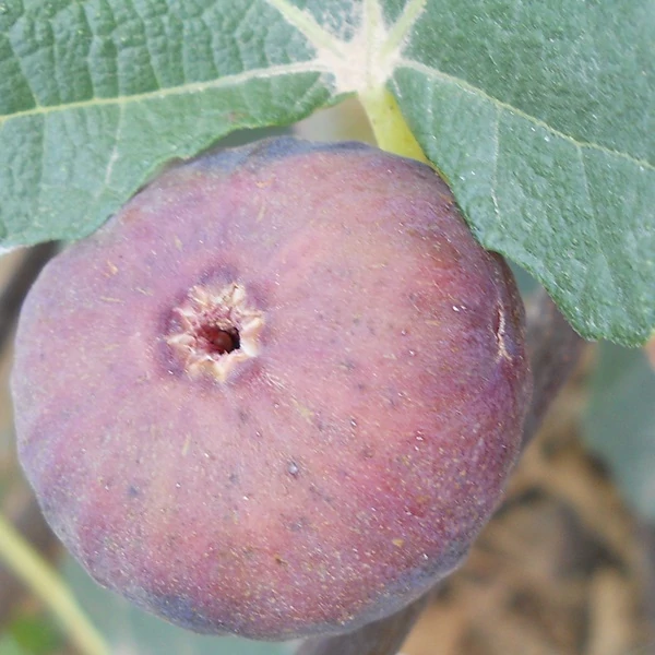 Ficus Carica Füge Györöki Lapos K2 35/45