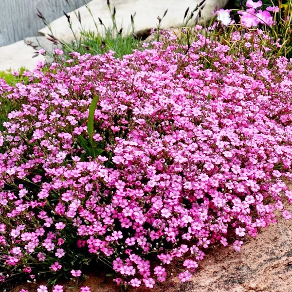 Gypsophila repens Filou Rose - Havasi fátyolvirág cs9