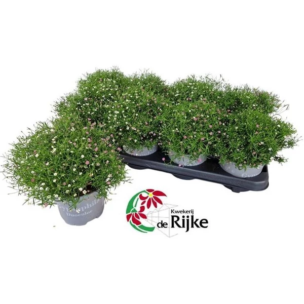 Gypsophila ‘Gypsy Duocolor’ – Kétszínű fátyolvirág extra P12