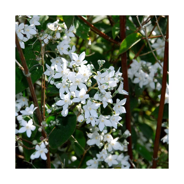 Deutzia gracilis - Karcsú gyöngyvirágcserje K3 30/40