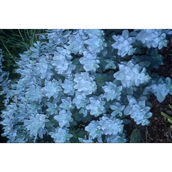 Sedum 'Hab Gray'  – Varjúháj CS14