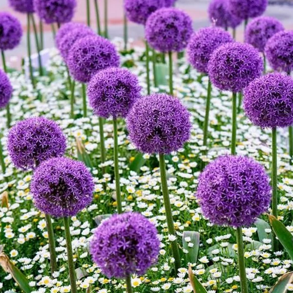 Allium Lavader Bubbles Díszhagyma