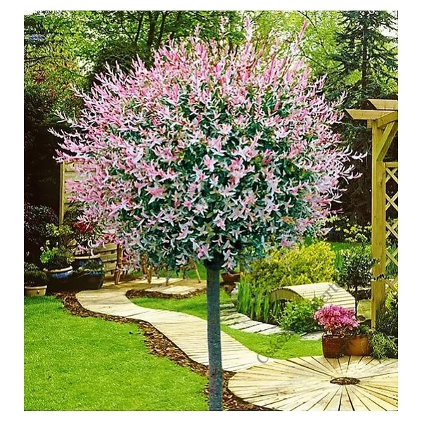 Salix integra 'Hakuro-Nishiki' - Fehér-rózsaszín tarka levelű japán fűz K2/3 TM125/140