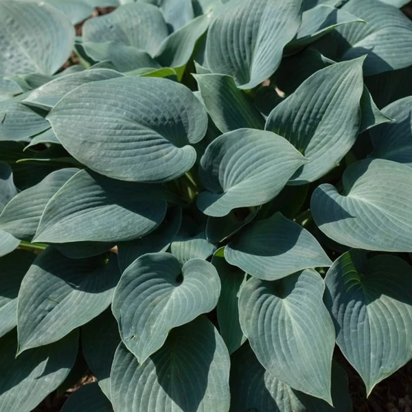 Hosta Halcyon- Árnyliliom Cs14