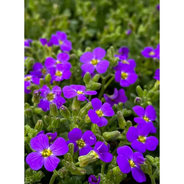 Aubrieta cultorum Hamburger Stadtpark – Pázsitviola CS9