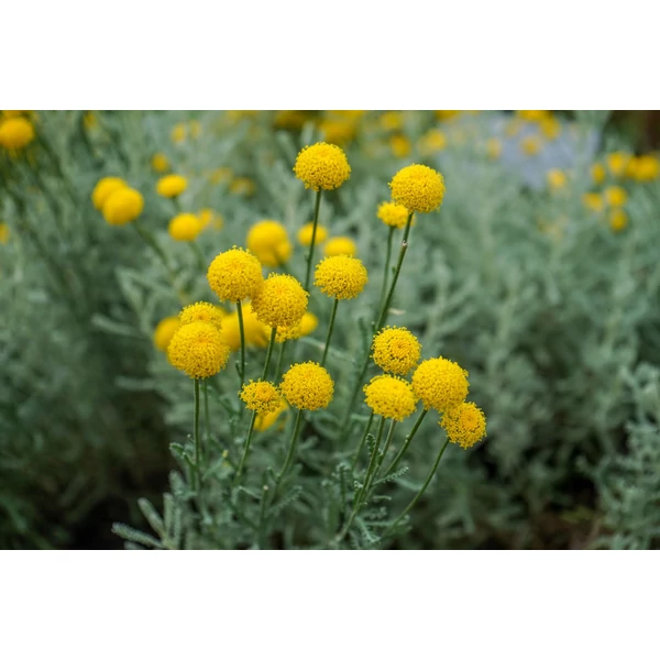 Santolina Chamaecyparissus Hamvas Cipruska CS9