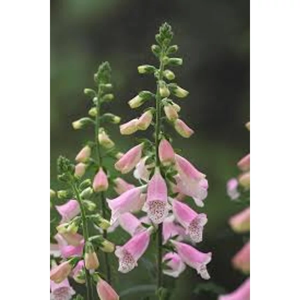 Digitalis purpurea Hanabee Pink - Gyűszűvirág Cs19