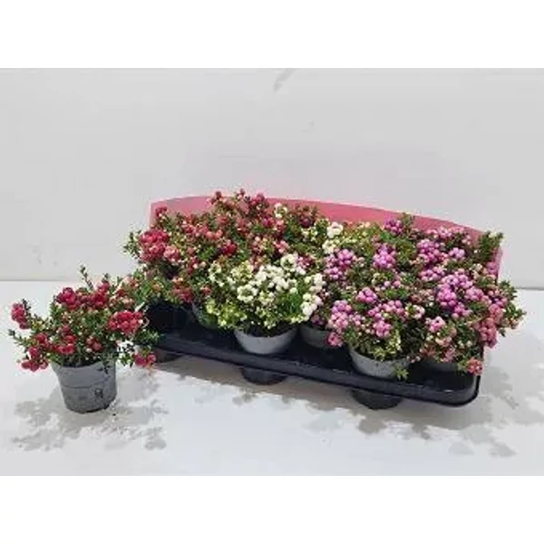 Mirtuszhanga Gaultheria mucronata CS15