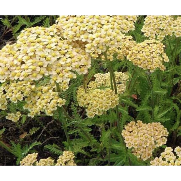 Achillea Hannelore Pahl - Cickafark CS14