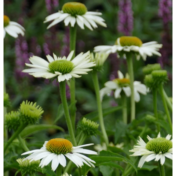 Echinacea purpurea Collection Alba - Kasvirág CS9