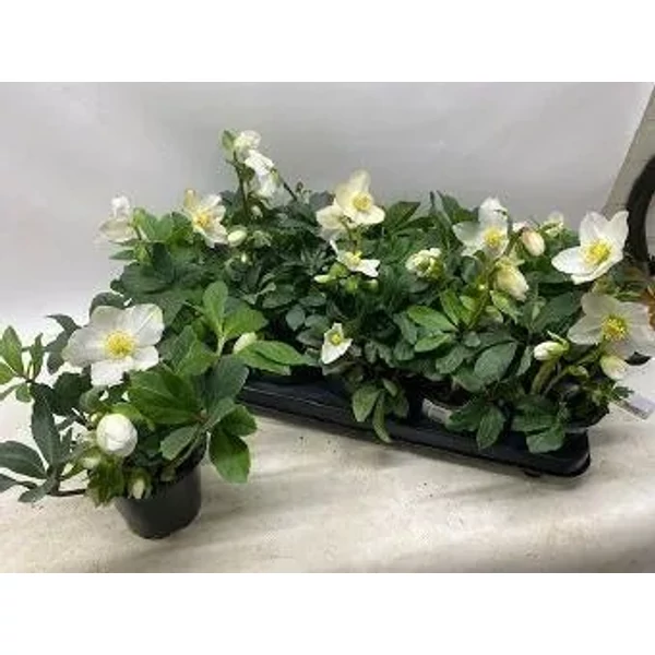 Helleborus Happy DayKeleti hunyor Cs12