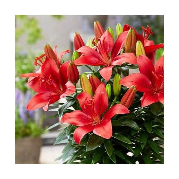 Lilium Asiatic Happy Heart Cs14