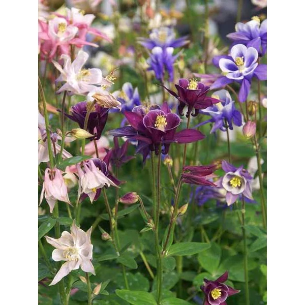 Aquilegia vulgaris - Harangláb színkeverék CS14