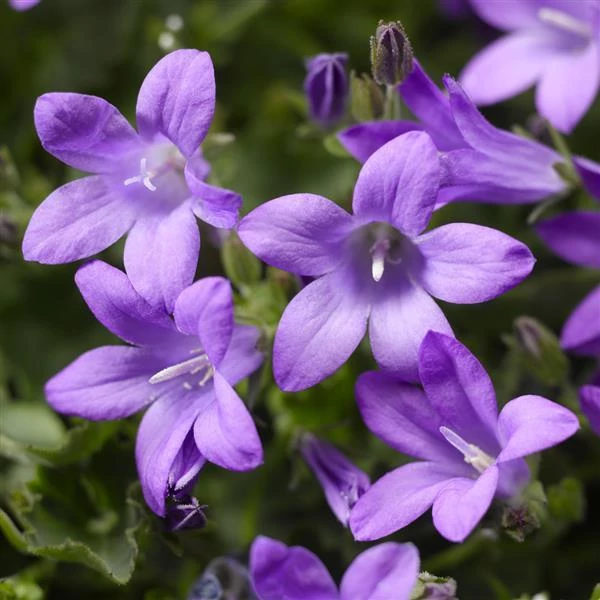 Campanula - Harangvirág Ampolnás