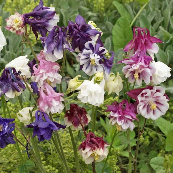 Aquilegia vulgaris - Harangláb színkeverék 2in1-ben CS17