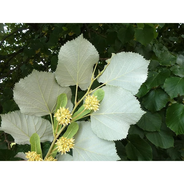 Tilia tomentosa- Ezüst hárs 14/16 300+ K50