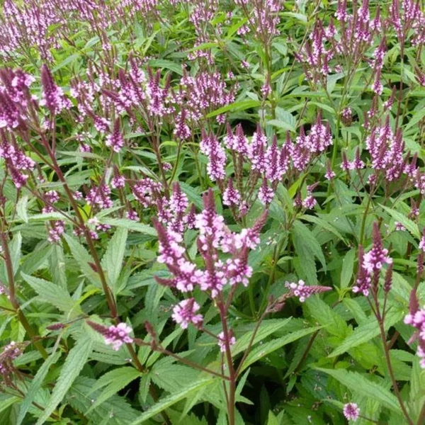 Verbena hasata Rosea - Dúsvirágú rózsaszín verbéna Cs9