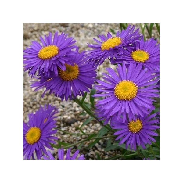 Aster alpinus Dunkle Schöne - Havasi őszirózsa CS9