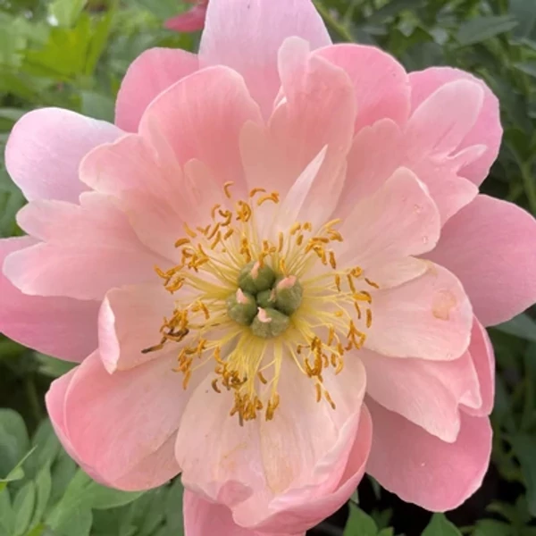 Paeonia hybrid 'Pink Hawaiian Coral' – Bazsarózsa K3L