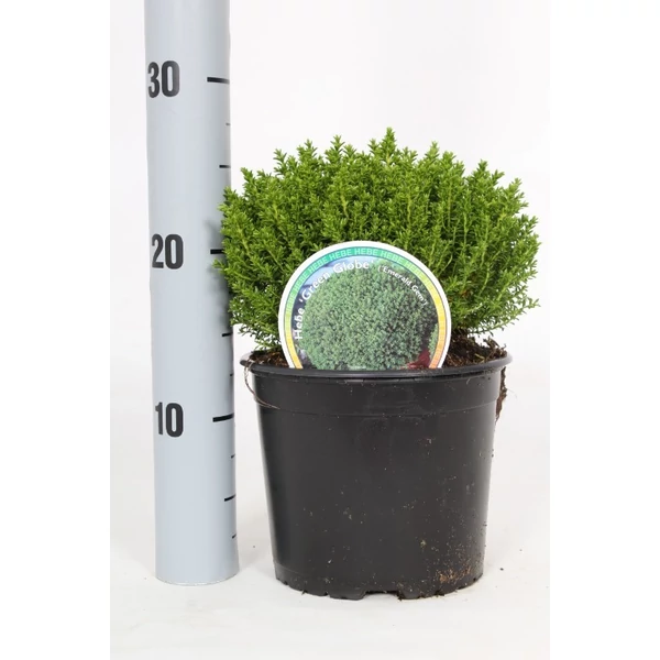 Hebe Emerald Green - Veronikacserje CS17 