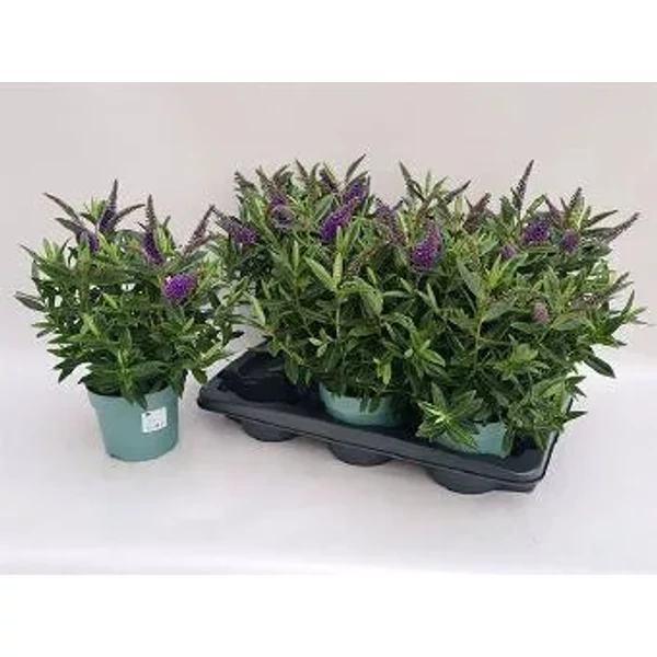 Hebe - Veronikacserje 15l 35cm