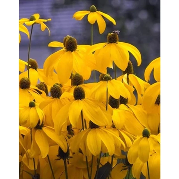Rudbeckia nitida Herbstsonne - Kúpvirág K2l
